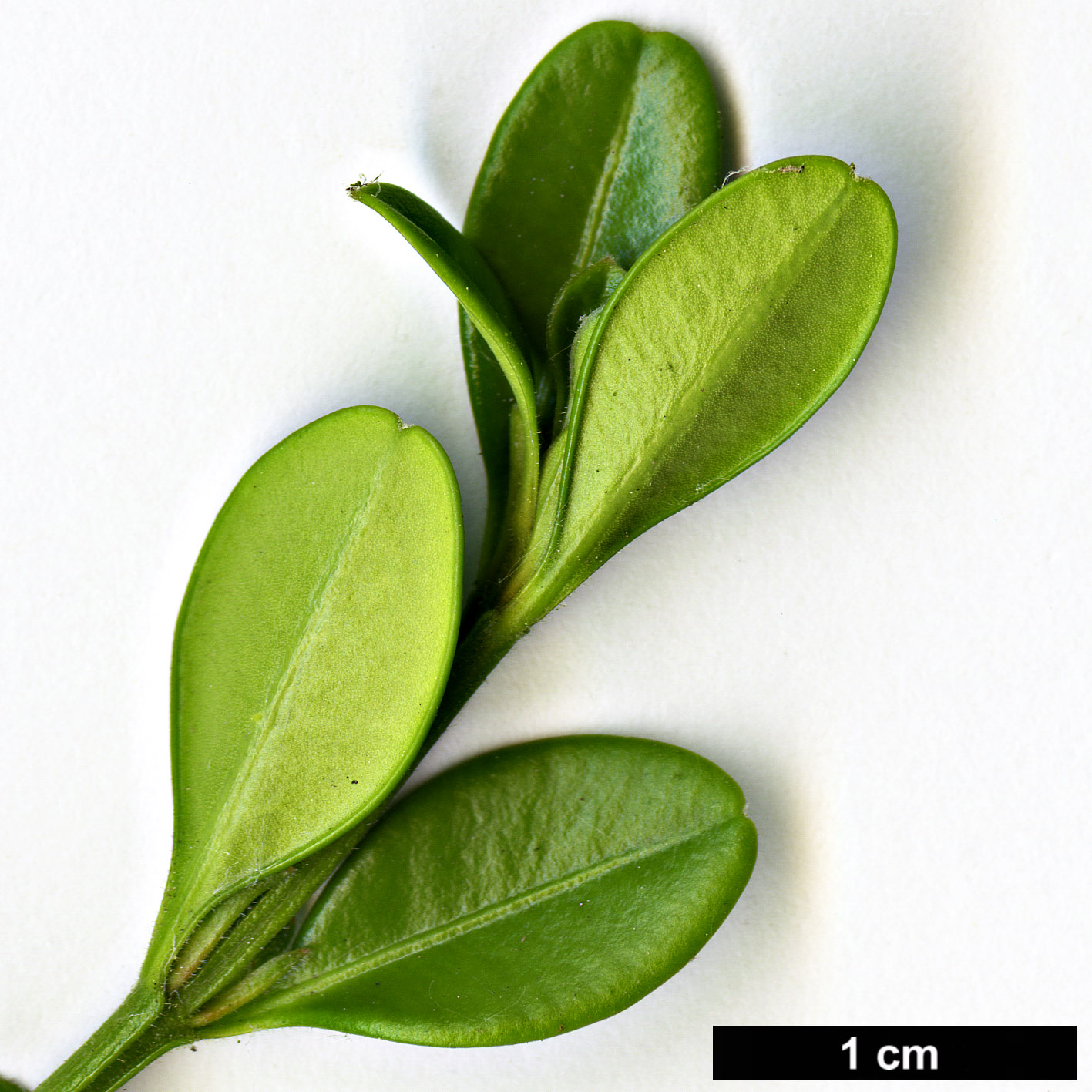 High resolution image: Family: Buxaceae - Genus: Buxus - Taxon: microphylla - SpeciesSub: var. koreana 